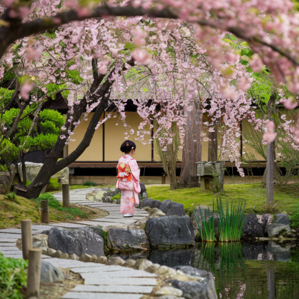 jardin-japonais-fleurs-cerisier-kimono-pond