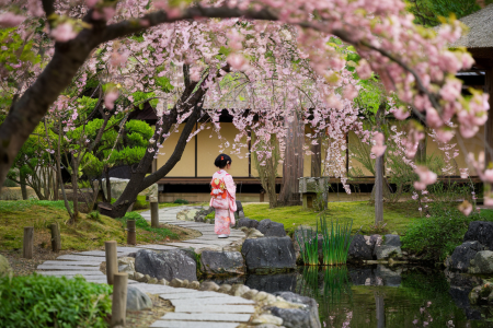 jardin-japonais-fleurs-cerisier-kimono-pond